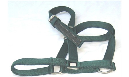 Argentine Webbing Headcollar